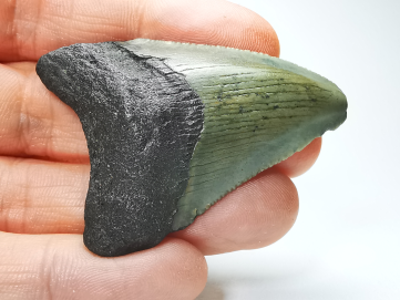 Dent de requin: Carcharodon megalodon, Miocène (USA)