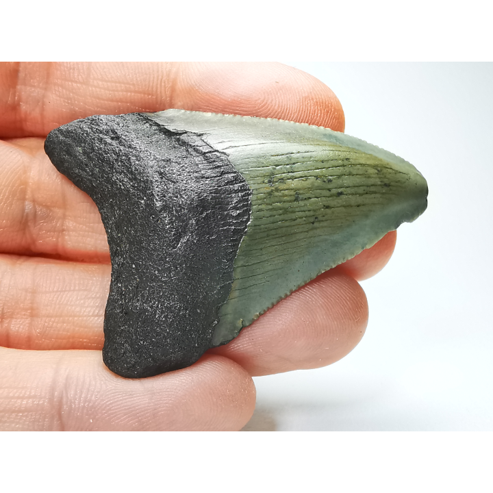 shark tooth: Carcharodon megalodon - Miocene (USA)