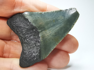 Dent de requin: Carcharodon megalodon, Miocène (USA)