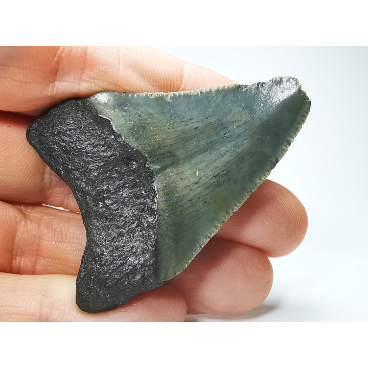 shark tooth: Carcharodon megalodon - Miocene (USA)