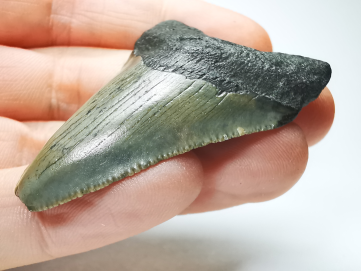 Dent de requin: Carcharodon megalodon, Miocène (USA)