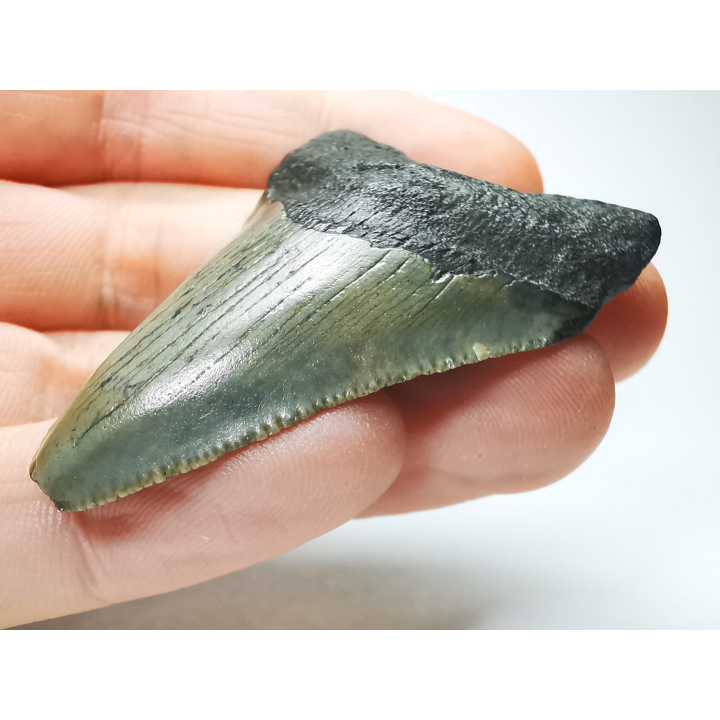 Dent de requin: Carcharodon megalodon, Miocène (USA)