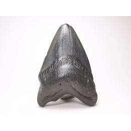 Dent de requin: Carcharodon megalodon, Miocène (USA)