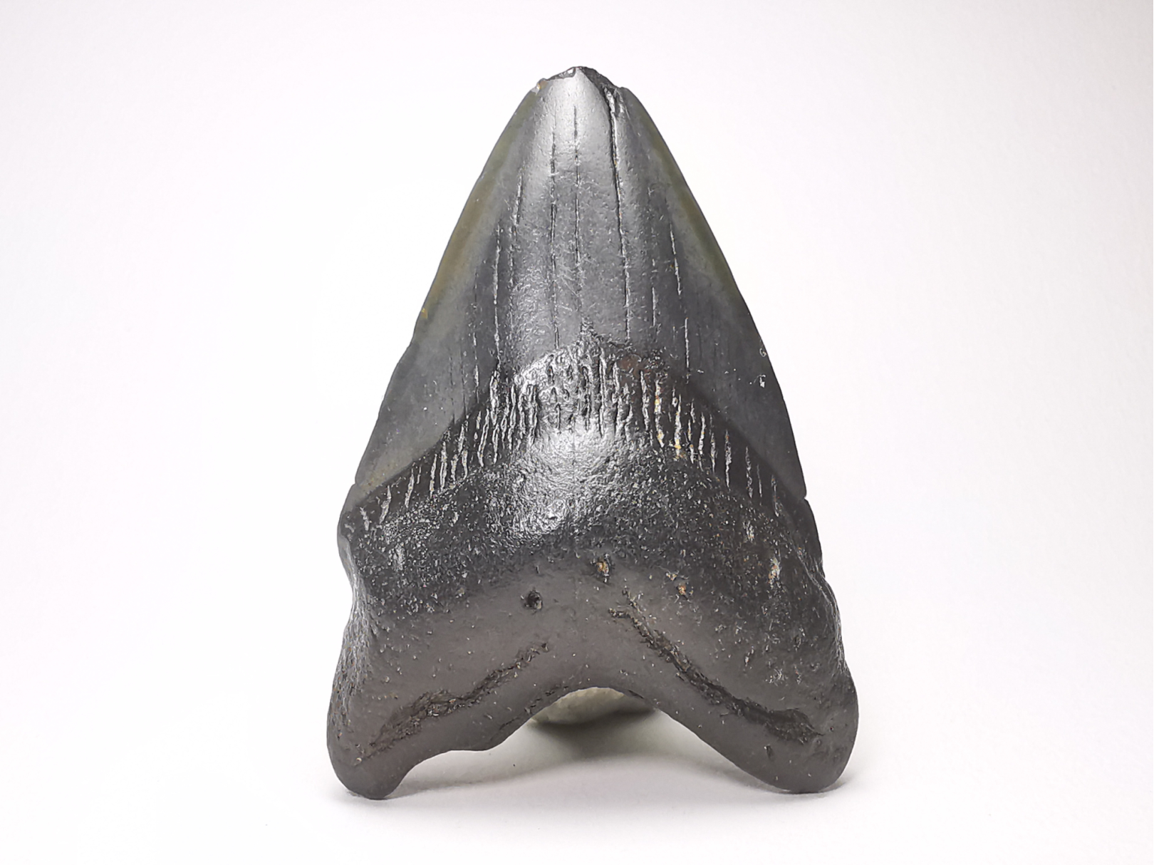 Dent de requin: Carcharodon megalodon, Miocène (USA)