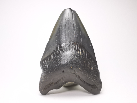 Dent de requin: Carcharodon megalodon, Miocène (USA)