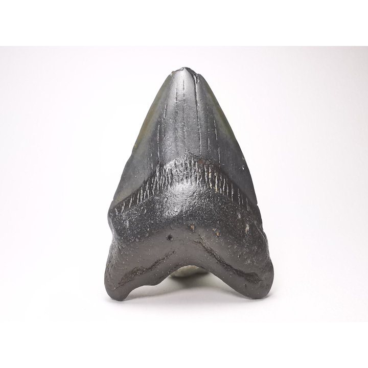 shark tooth: Carcharodon megalodon - Miocene (USA)