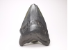 Dent de requin: Carcharodon megalodon, Miocène (USA)