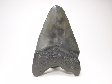 shark tooth: Carcharodon megalodon - Miocene (USA)