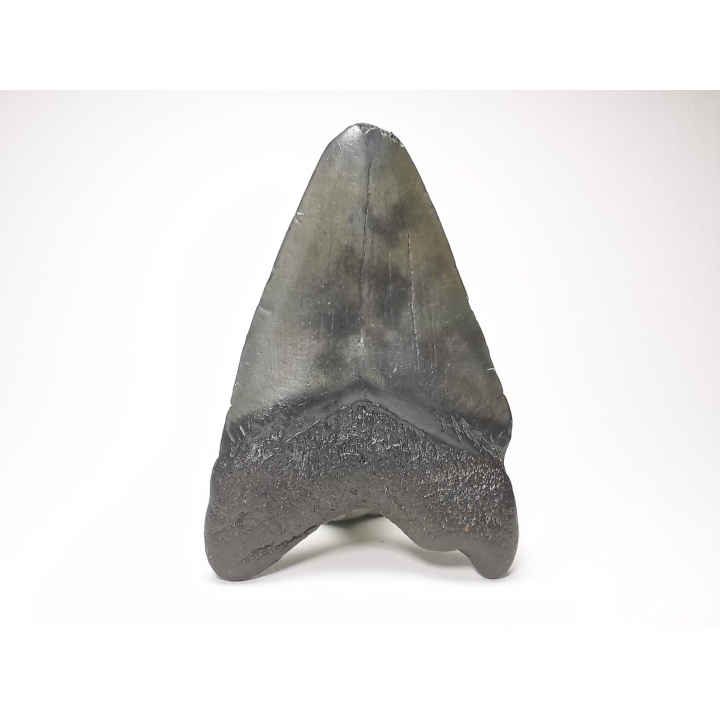 shark tooth: Carcharodon megalodon - Miocene (USA)