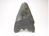 shark tooth: Carcharodon megalodon - Miocene (USA)