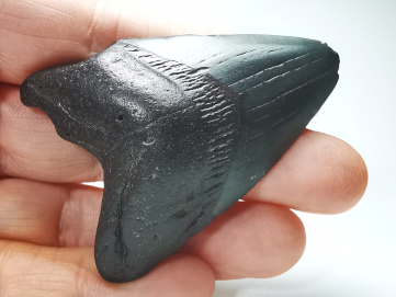 Dent de requin: Carcharodon megalodon, Miocène (USA)