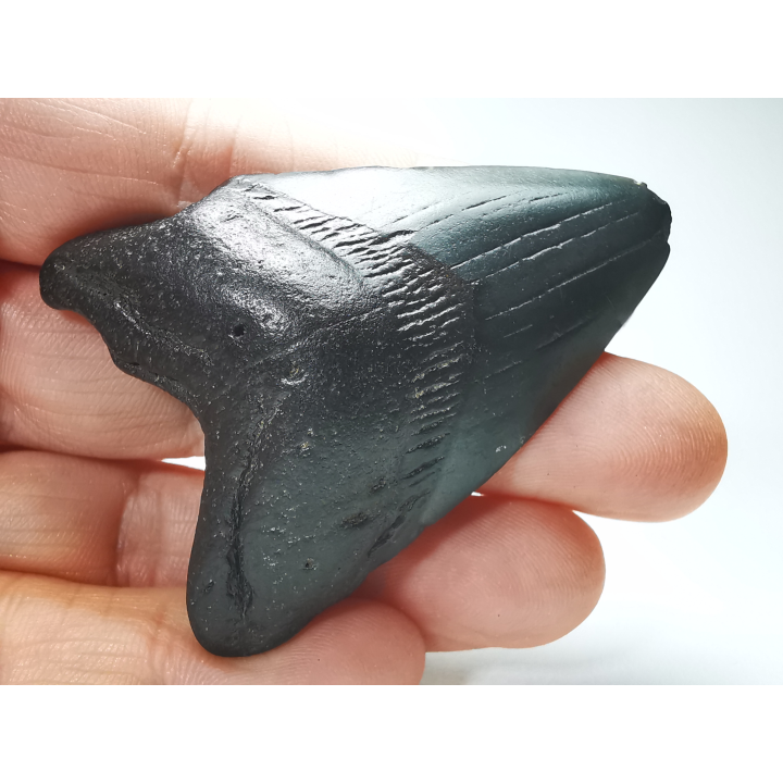 Dent de requin: Carcharodon megalodon, Miocène (USA)