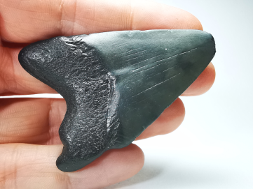shark tooth: Carcharodon megalodon - Miocene (USA)