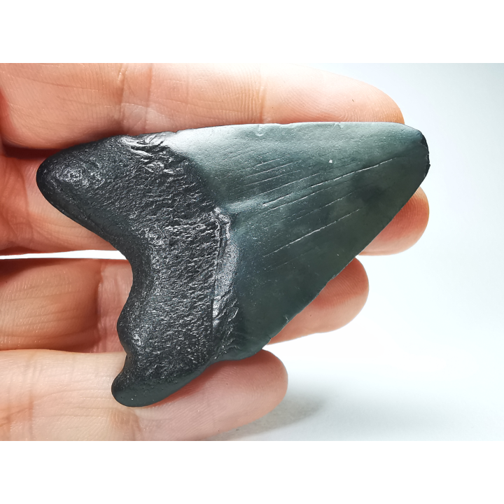 shark tooth: Carcharodon megalodon - Miocene (USA)