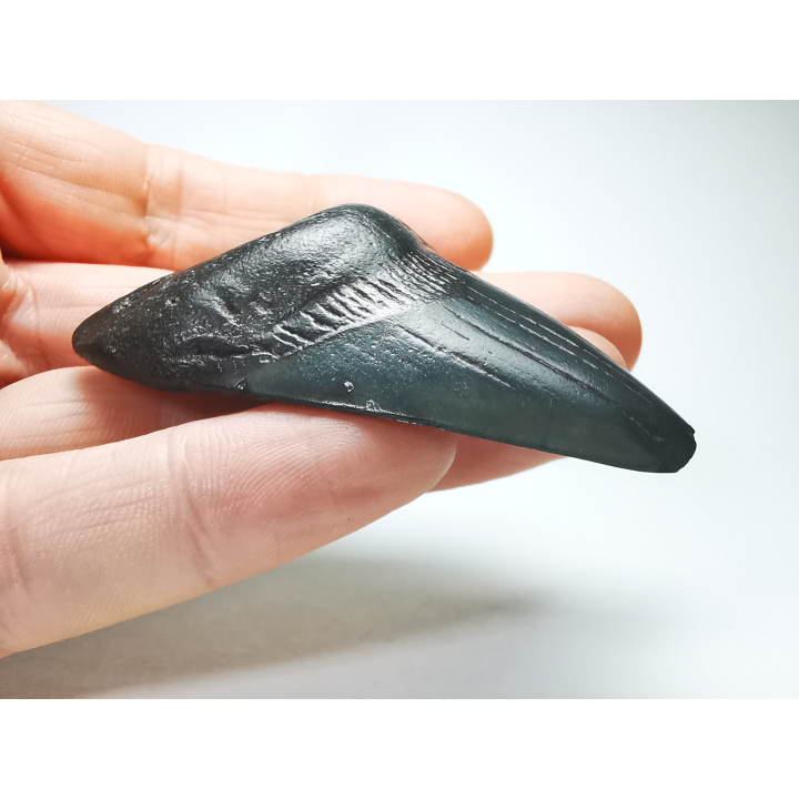 shark tooth: Carcharodon megalodon - Miocene (USA)