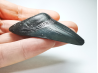 shark tooth: Carcharodon megalodon - Miocene (USA)