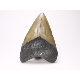 Dent de requin: Carcharodon megalodon, Miocène (USA)
