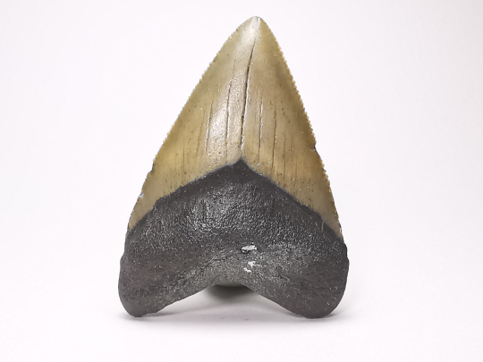 shark tooth: Carcharodon megalodon - Miocene (USA)