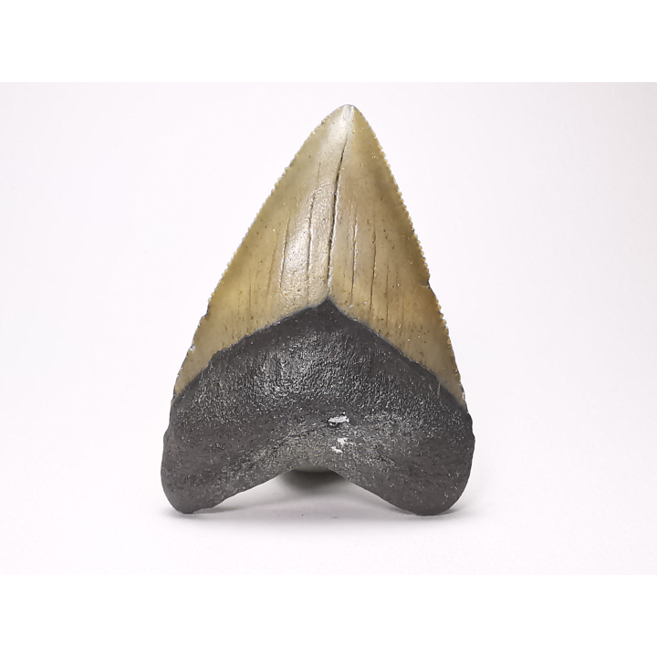 shark tooth: Carcharodon megalodon - Miocene (USA)