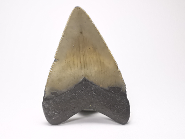 Dent de requin: Carcharodon megalodon, Miocène (USA)