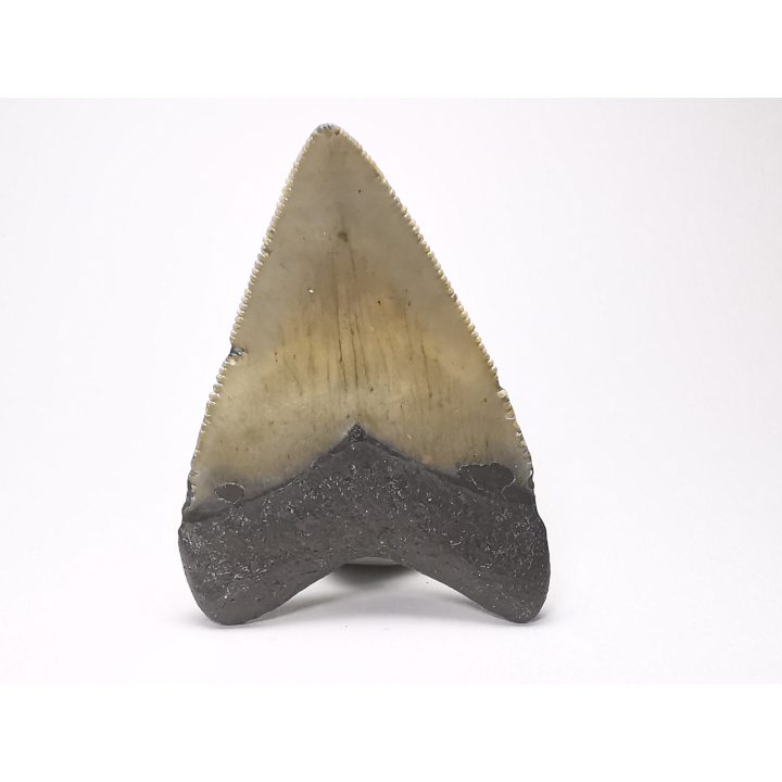 Dent de requin: Carcharodon megalodon, Miocène (USA)