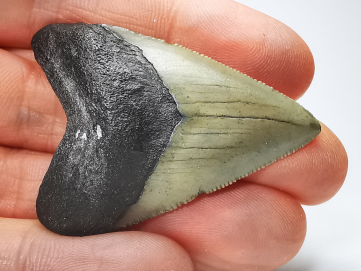 shark tooth: Carcharodon megalodon - Miocene (USA)