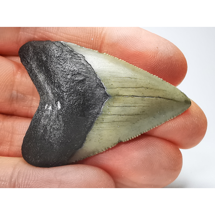shark tooth: Carcharodon megalodon - Miocene (USA)