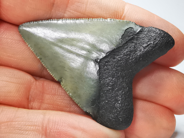 shark tooth: Carcharodon megalodon - Miocene (USA)
