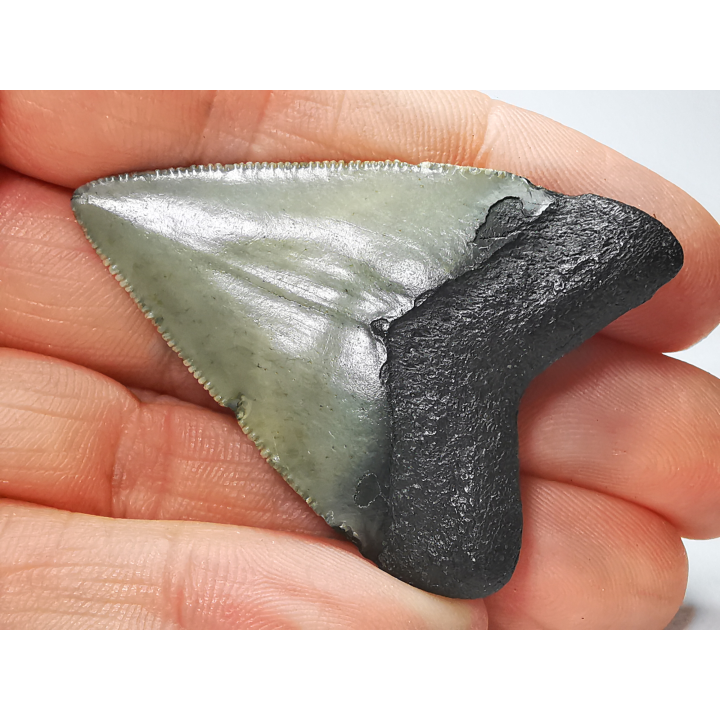 Dent de requin: Carcharodon megalodon, Miocène (USA)