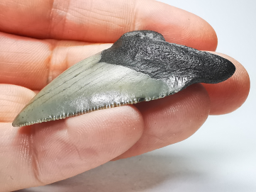 shark tooth: Carcharodon megalodon - Miocene (USA)