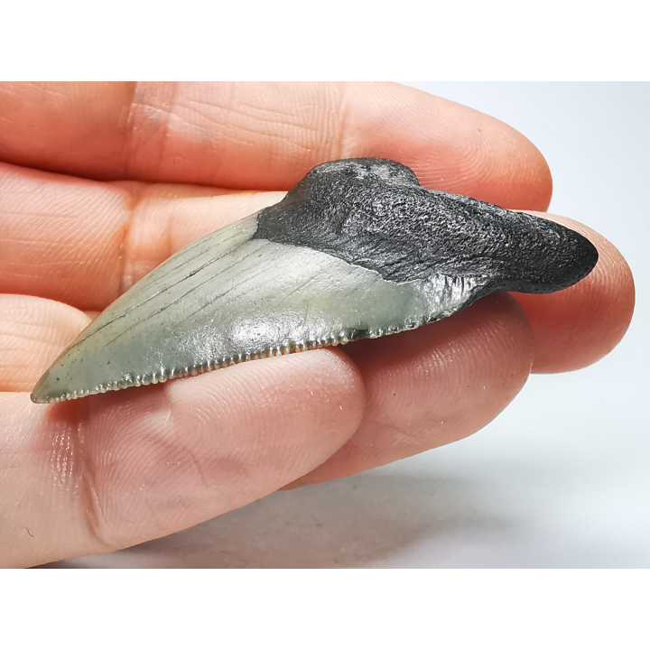 shark tooth: Carcharodon megalodon - Miocene (USA)