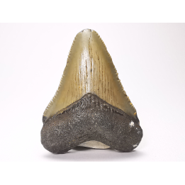 shark tooth: Carcharodon megalodon - Miocene (USA)