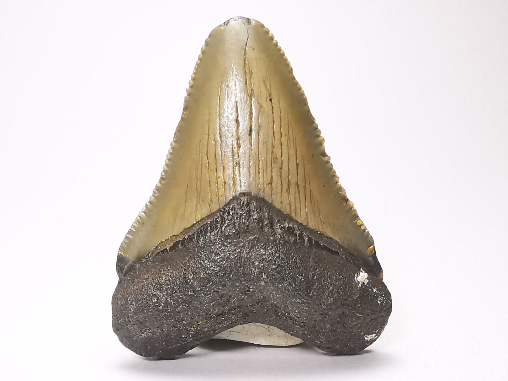 Dent de requin: Carcharodon megalodon, Miocène (USA)