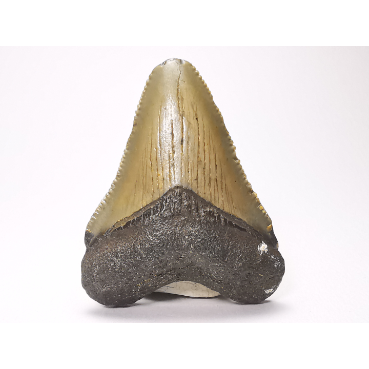 Dent de requin: Carcharodon megalodon, Miocène (USA)