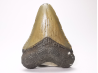 Dent de requin: Carcharodon megalodon, Miocène (USA)