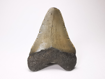 shark tooth: Carcharodon megalodon - Miocene (USA)