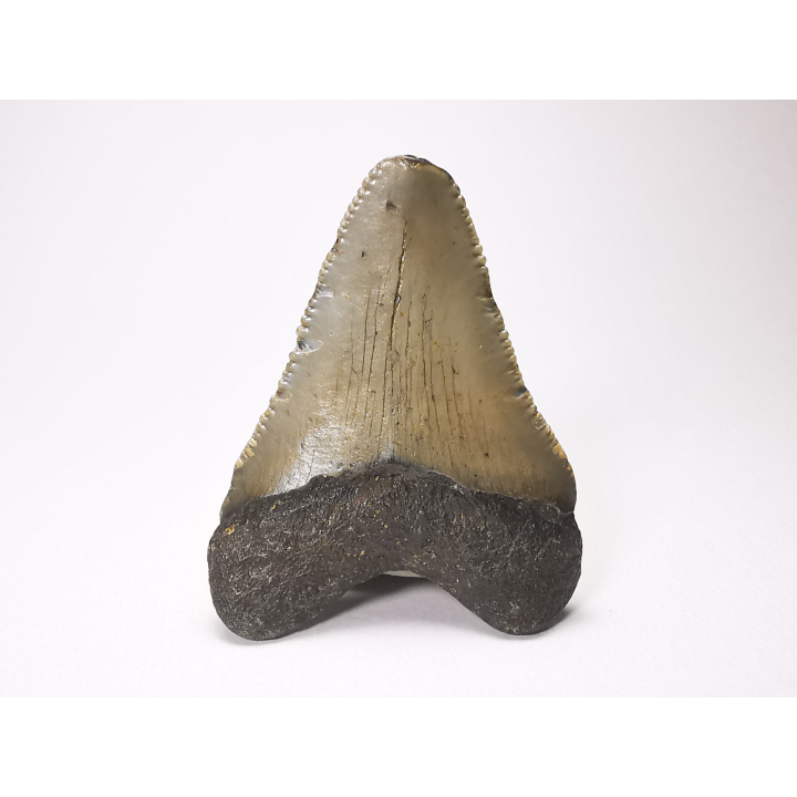 shark tooth: Carcharodon megalodon - Miocene (USA)