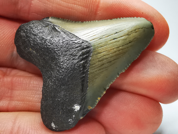 Dent de requin: Carcharodon megalodon, Miocène (USA)