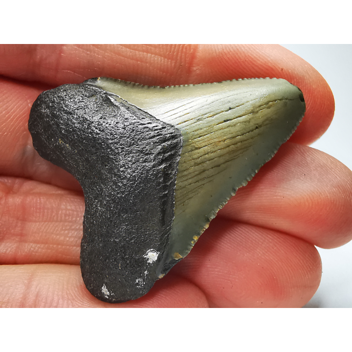 shark tooth: Carcharodon megalodon - Miocene (USA)