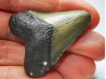 Dent de requin: Carcharodon megalodon, Miocène (USA)