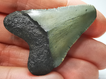 Dent de requin: Carcharodon megalodon, Miocène (USA)