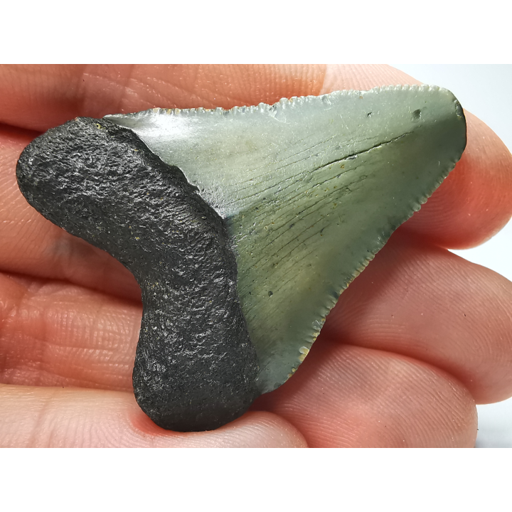 shark tooth: Carcharodon megalodon - Miocene (USA)