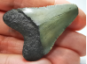 shark tooth: Carcharodon megalodon - Miocene (USA)