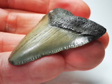 Dent de requin: Carcharodon megalodon, Miocène (USA)