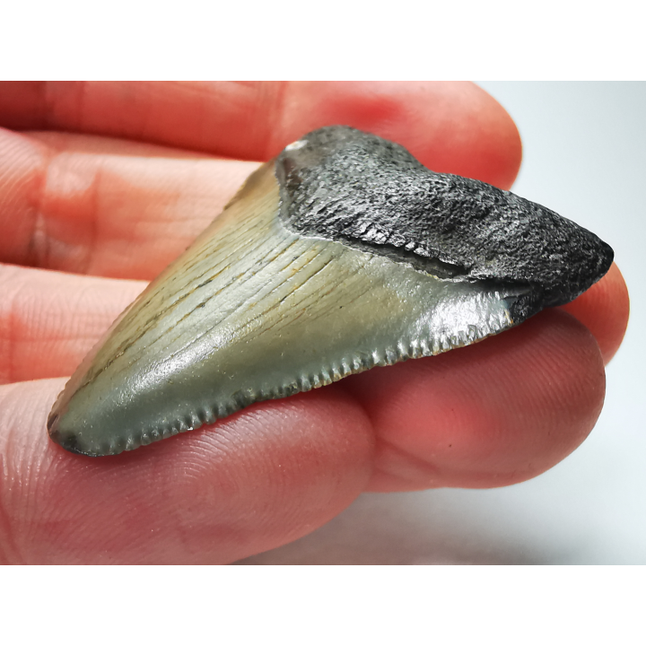 shark tooth: Carcharodon megalodon - Miocene (USA)