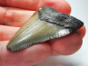 Dent de requin: Carcharodon megalodon, Miocène (USA)