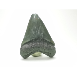 Dent de requin: Carcharodon megalodon, Miocène (USA)