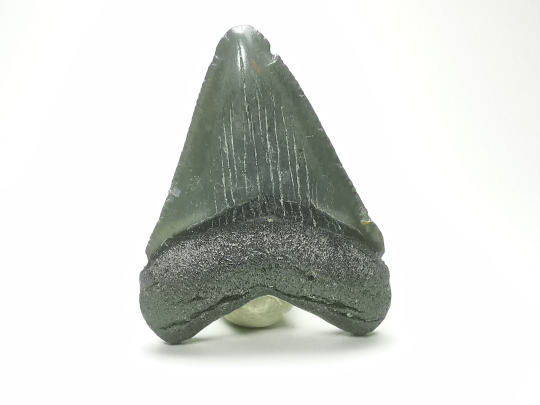 shark tooth: Carcharodon megalodon - Miocene (USA)