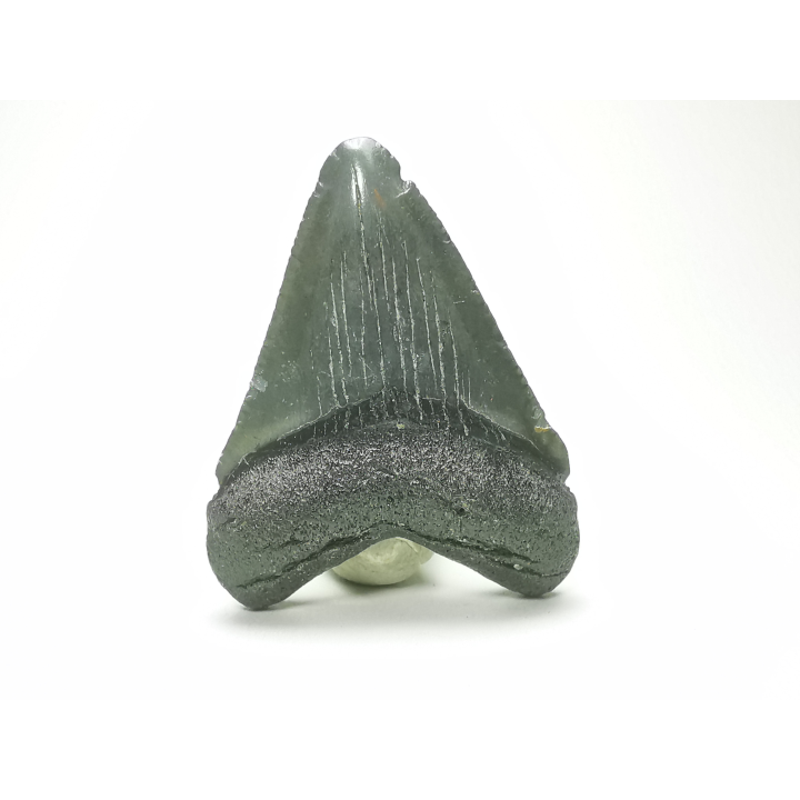 shark tooth: Carcharodon megalodon - Miocene (USA)