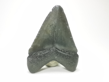 Dent de requin: Carcharodon megalodon, Miocène (USA)